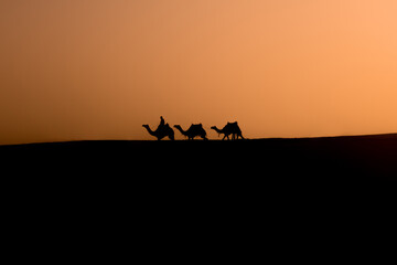 Kamele in der W&uuml;ste