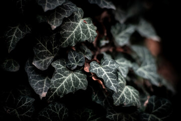 English Ivy (Hedera helix). A wall of common ivy. - obrazy, fototapety, plakaty