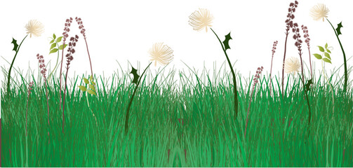 Illustrated grassy meadow with weeds and dandelions