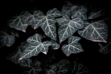 English Ivy (Hedera helix). A wall of common ivy.