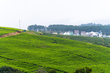 Beautiful landscape in the morning at Cau Dat, Da Lat city, Lam Dong province. Wind power on tea hill, morning scenery on the hillside of tea planted
