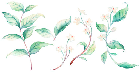 Watercolor white Wrightia Religiosa flower collection