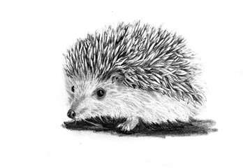 ritratto di riccio a matita a mano libera, illustrazione isolata su sfondo bianco