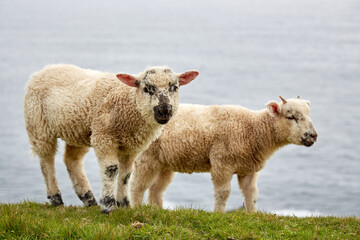 Agnelli suffolk vicino al mare