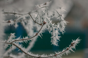 frost on branches. Close-up of frozen plant