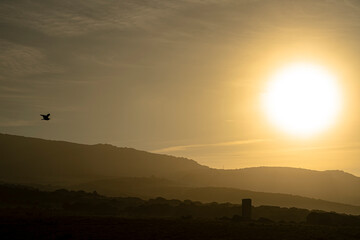 SunriseBird