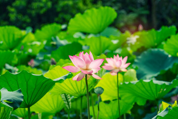 Lotus flower blooming in the pond in summer