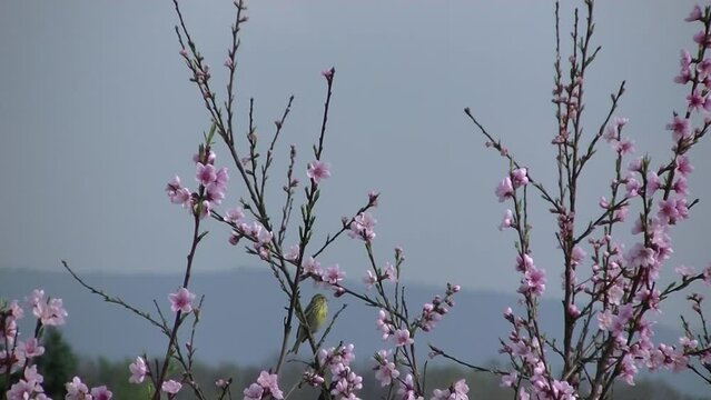 Flowering branches of peach tree with pink flowers moved by wind, birds European serin, Serinus serinus, sky, sunlight and shadow and horizon with mountains on spring day - timelapse. 