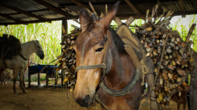 Caballo cargando ca&ntilde;a en un trapiche