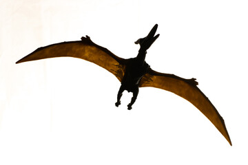 beautiful and majestic toy pteranodon with white background for advertising and notices © JavierTapiaE