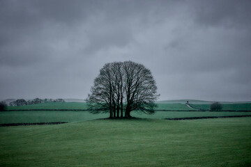 Coppice of trees in winter in pastoral setting in the Yorkshire Dales against grey sky