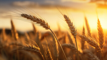 Close-up of wheat ears against the background of a wheat field