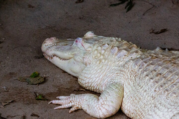 Closeup of White Alligator in terrarium