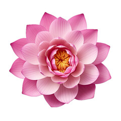 a Pink Lotus flower, 3/4 top view, isolated and transparent PNG in a Floral-themed, photorealistic illustration. Generative ai