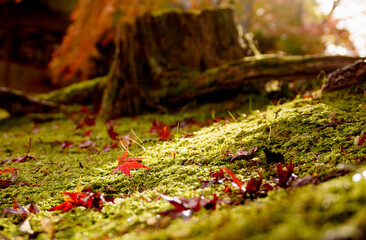 Autumn leaves on green grass with colorful trees bacground in park . Autumn scene with falled leaves in sunny day. Colorful maple leaves.