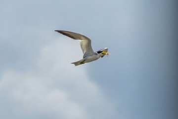 The flight of the Large-billed Tern also know as Trinta-reis. Species Phaetusa simplex. Animal...