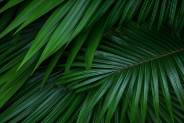 Green natural palm leaf background pattern