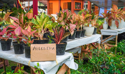 aglonema is sold at festivals with writing on the cardboard that says aglonema
