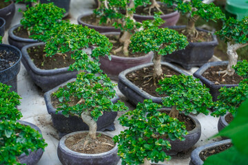 bonsai trees for sale at festivals