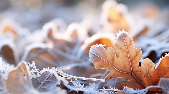 Frozen oak leaves - a natural abstract backdrop