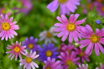 Obraz premium A carpet of multicolored flowers. Pale pink cosmea flowers on a flower bed. Lots of beautiful flowers.