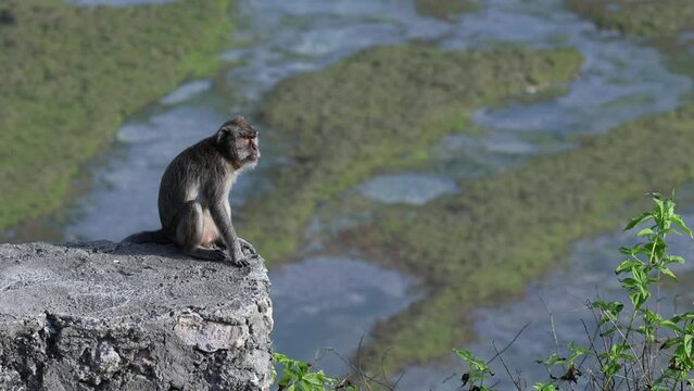 Monkey sitting on the stone on reef background