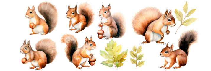 Watercolor Set of squirrel and acorn walnut hazelnut, isolated on transparent background - obrazy, fototapety, plakaty