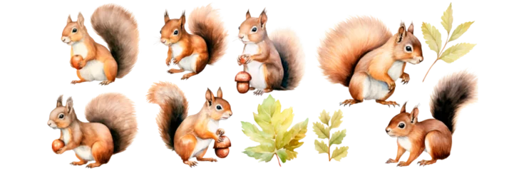 Foto op Aluminium Watercolor Set of squirrel and acorn walnut hazelnut, isolated on transparent background © juliiapanukoffa