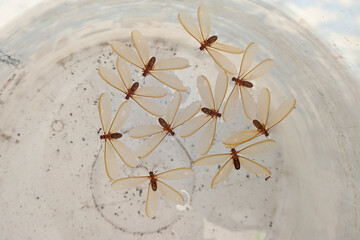 Dead flying white ant floating on the water