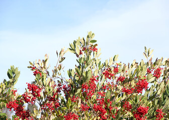 Heteromeles arbutifolia, commonly known as toyon, is a common perennial shrub native to extreme southwest Oregon, California, and the Baja California Peninsula. With Christmas berries.