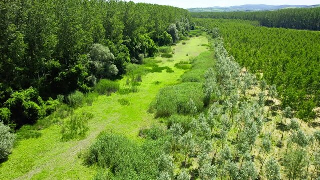 Aerial view of a march covered in grass and reeds between wild woods and orchard