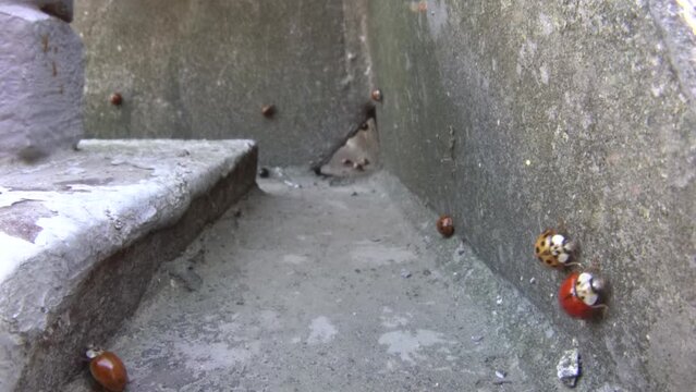 Cold-blooded ladybird (Coccinella sp.) gathered on a steel structure warmed by the morning sun. Eastern Black Sea