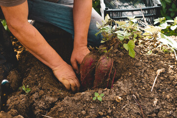 harvest a sweet potatoe