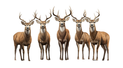 Naklejka na ściany i meble five Whitetail bucks with antlers, standing, full body, front view, PNG, in a Wildlife-themed, isolated, and transparent photorealistic illustration. Generative ai
