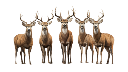  five Whitetail bucks with antlers, standing, full body, front view, PNG, in a Wildlife-themed, isolated, and transparent photorealistic illustration. Generative ai