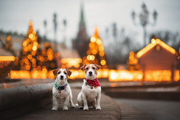 two Jack Russell dogs for a walk against the backdrop of streets decorated for Christmas