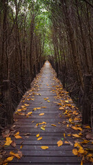 Tropical exotic travel concept wooden bridge in flooded rain forest jungle of mangrove trees. Tropical flooded rainforest and buttress root trees - obrazy, fototapety, plakaty