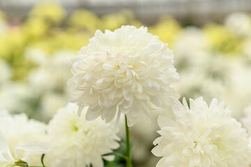 Large white flower of blooming chrysanthemum. Close-up.