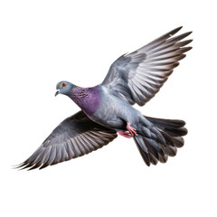 Fototapeta premium a common Pigeon flying, full body, 3/4 view in a PNG, isolated and transparent, Nature-themed, photorealistic illustration. Generative ai