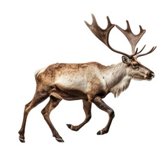  a Reindeer/Caribou, running, side view, isolated, and transparent PNG in a holiday Wildlife-themed, photorealistic illustration. Generative ai