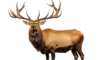 a bull Elk/Wapiti with antlers in a side view, full body, PNG, Wildlife-themed, isolated, and transparent Graphic illustration. Generative ai