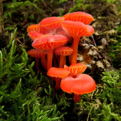Hygrocybe - Hygrophore