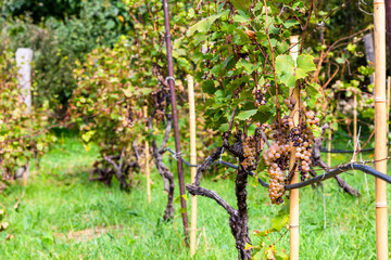 travel to Georgia - vineyard in Kakheti region on autumn day