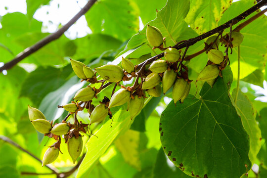 travel to Georgia - fruits of Paulownia tree in Kakheti region on autumn day