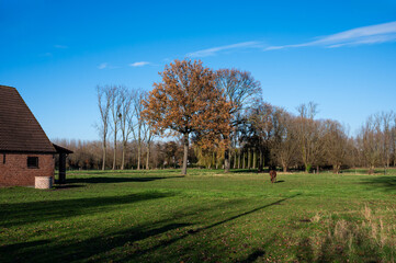 Obraz premium Colorful farmland, trees and sky in winter around Londerzeel, Brabant Region, Belgium