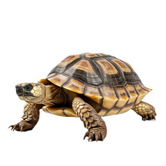 a Tortoise, 3/4 view, isolated and transparent PNG in a Nature-themed, photorealistic illustration. Generative ai