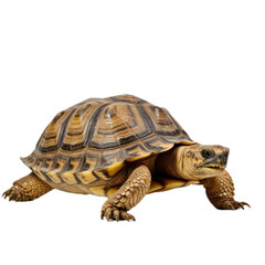 Obraz premium a Tortoise, 3/4 view, isolated and transparent PNG in a Nature-themed, photorealistic illustration. Generative ai