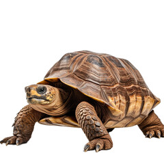 Obraz premium a Tortoise, 3/4 view, isolated and transparent PNG in a Nature-themed, photorealistic illustration. Generative ai