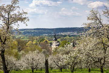 Church of Saint Kilian at Pretzfeld, Germany in Franconian Switzerland through cherry trees in blossom