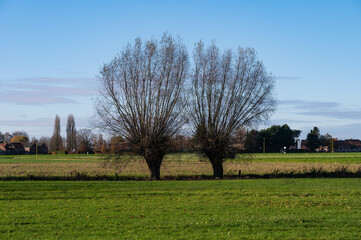 Bare winter willow trees standing in a green meadow, Imde, Belgium